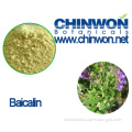 Scutellaria Baicalensis Extract Baicalin 70%-98%